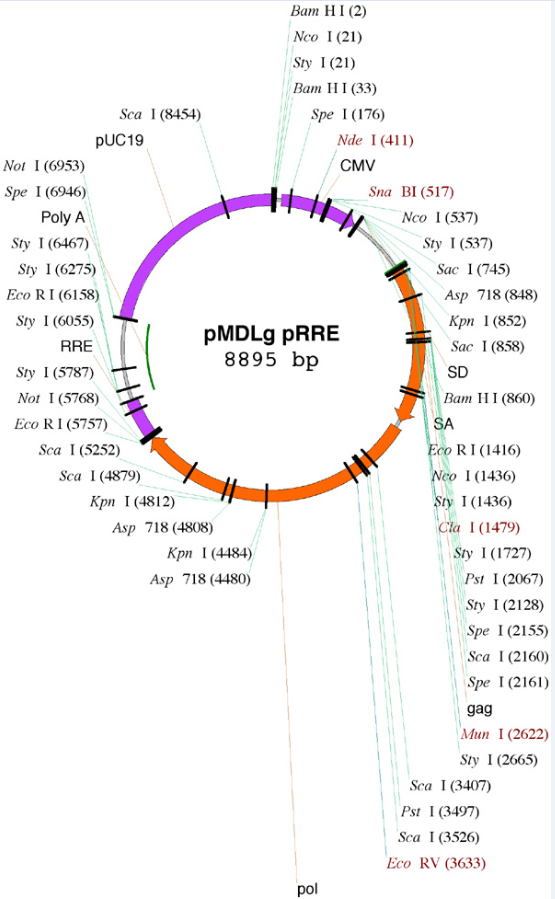 pMDLg/pRRE载体图谱